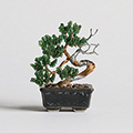ネジッテBONSAI(真柏)